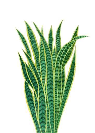 18-20-years  sansevieria overlay png green color nature plant Troplical Leaves leaf