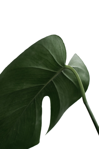  plant png Troplical Leaves green color leaf overlay nature