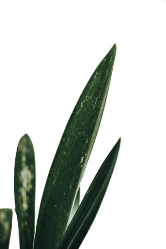  png overlay plant leaf green color Troplical Leaves nature