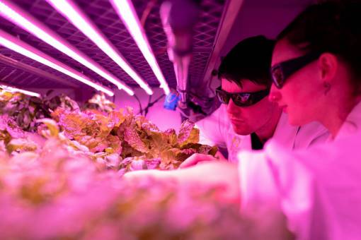 ultra Scientists controlled a vegetable crop with ultraviolet light