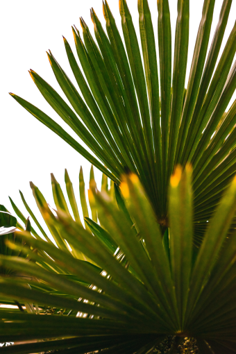 árbol naturaleza png superposición de hojas hojas tropicales palmera