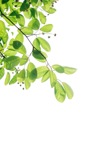  tree png Troplical Leaves nature leaf overlay backgrounds