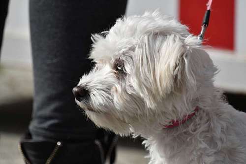 adorable  dog  pedigree  white  puppy  fur 