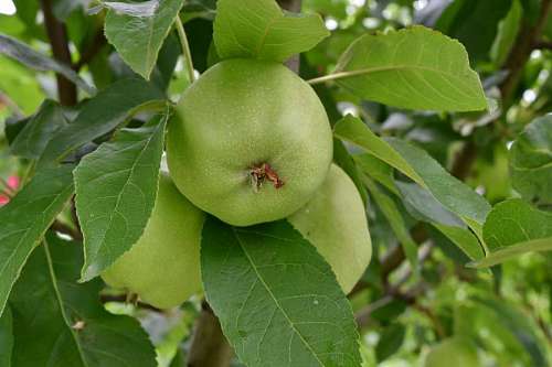orchard apple tree leaf fruit apples orchard leaves delicious agriculture yellow nature greenish plant garden