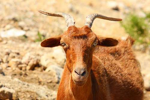 horn-of-africa aqiqah cattle goat nose eyes head bekasi livestock horn wildlife grass wild paket 2021  nur