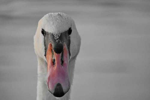 beak close swan eyes bird water portrait waterfowl aquatic wildlife