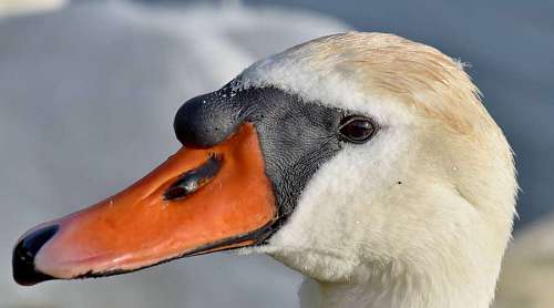 beak swan skin portrait bird feather waterfowl nature aquatic wildlife swans birds  animals