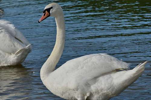 bird aquatic ornithology fair weather lake beak waterfowl swan feather water