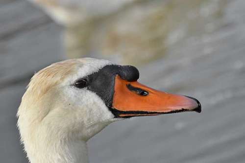 bird nature waterfowl aquatic swan wildlife outdoors animal water  swans birds animals