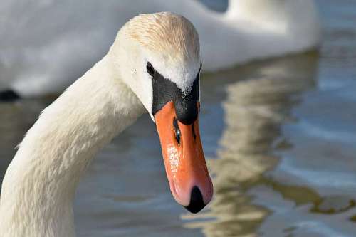 pájaro cisne pico agua bandada zoología fauna aves acuáticas lago acuático