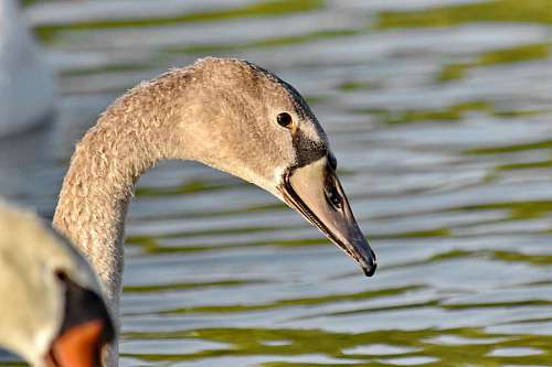 bird swan flock swimming water lake nature wildlife waterfowl birds 
