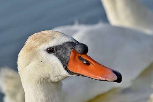 bird swan wildlife head aquatic waterfowl nature animal water 