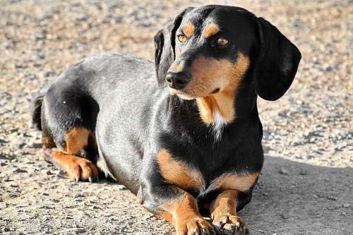 curiosity black  curiosity  dog  laying  purebred 