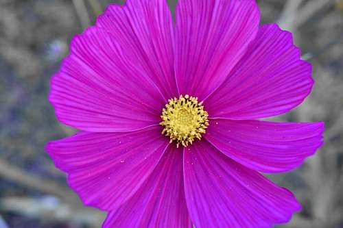 horticultural botanic  flowers  horticulture  nature 