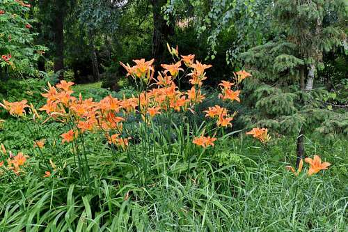 branches  flower garden  garden  lily  trees 