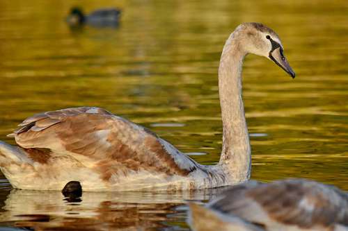ornithology brown swan bird water lake ornithology nature young wildlife pool