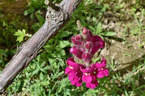 vineyard bud purple flower vineyard garden petal blossom plant nature pink kb