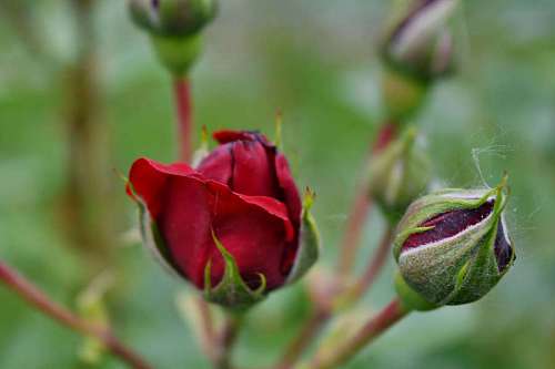 bud roses nature garden flora romance outdoors leaf flower