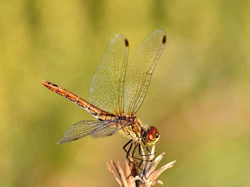 lace bug close dragonfly insect macro lacewing arthropod nature outdoors invertebrate insects bugs 