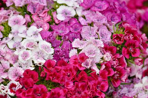clavel rosado verano jardín violeta ramo naturaleza pétalo rosa