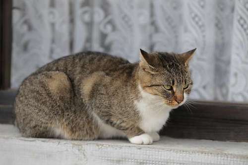 gatito gato atigrado gatito doméstico relajante ventana felino gatito piel ojo kissan kissa gatitos gatos turkis kisu raidallinen silmae