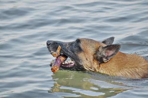 close animal side dog wet nature shepherd swimming lake summer  animals