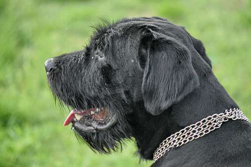 retriever dog hunting schnauzer fur retriever animal canine pet portrait