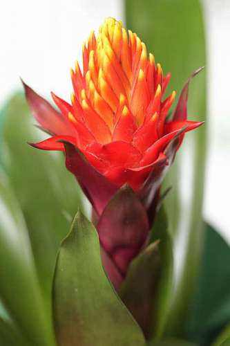 exotico flor exótica flores tropicales capullo de flor rosa ramo pétalo planta