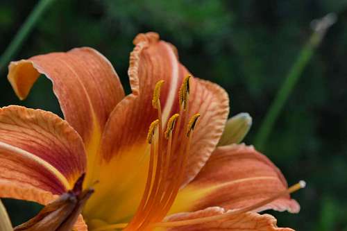 exotic lily elegant close nectar pistil leaf petal flower nature kb