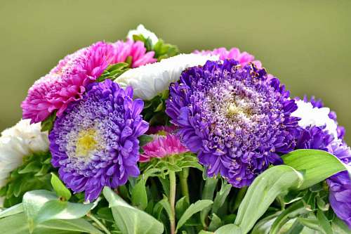 flora bouquet nature flower summer petal leaf bright purple garden kb