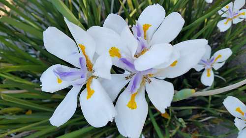 flower blossom colorful nature petal leaf plant flowers