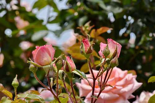 flower branches leaf garden shrub flora plant nature rose