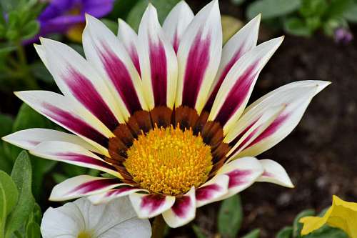 flower garden pistil horticulture pinkish close pollen leaf kb