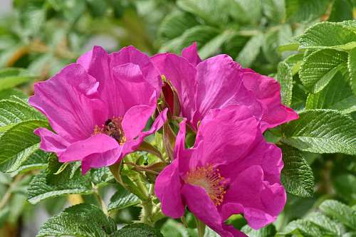 wildflower flower spring bud weather roses bloom fair garden wildflower flora blossom leaf  flowers