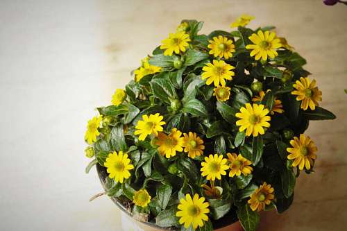 boys flowerpot decoration hardwood flowers yellow nature flower greenish interior parquet herb romantic fleurs  jaune franc decoration verdatre fleur bois