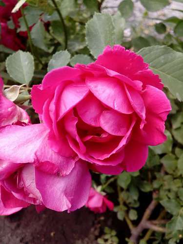 garden flowers petals flower roses rose spring bouquet pink pinkish romance kb