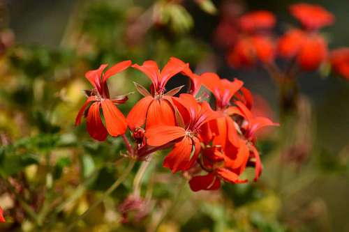 geranium geranium flowers sunshine flower petals plant herb nature summer 