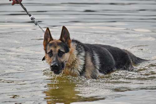 german-language german shepherd dog pedigree swimming water canine nature animal