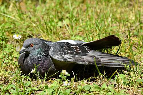 laying-down grassland  ground  laying  pigeon  sunny 