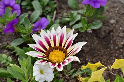 flor de tierra naturaleza planta pétalos rosáceos flor flora jardín kb