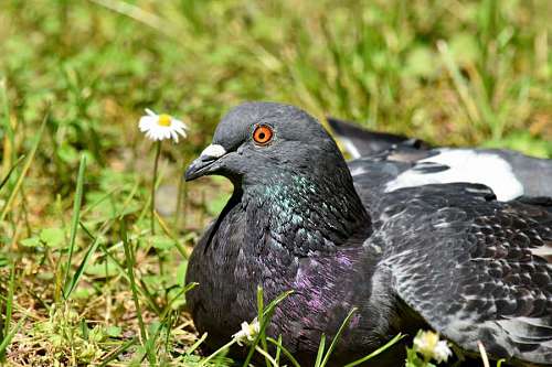 laying-down head eye close pigeon bird relaxing nature laying colorful beak