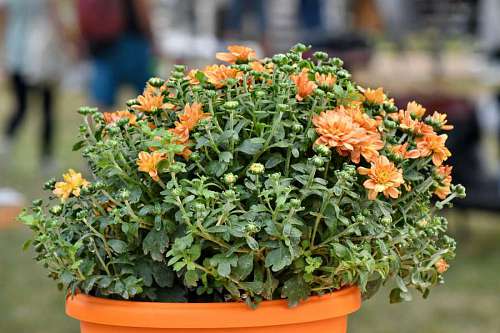 hierba naranja maceta planta flora flor amarillo jardín hoja naturaleza kb