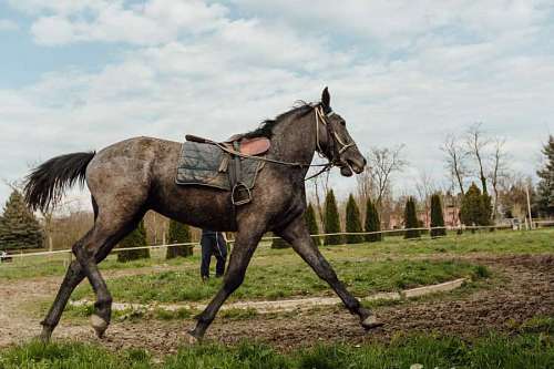 stallion horse running side horseshoe racing equipment stallion track animal 