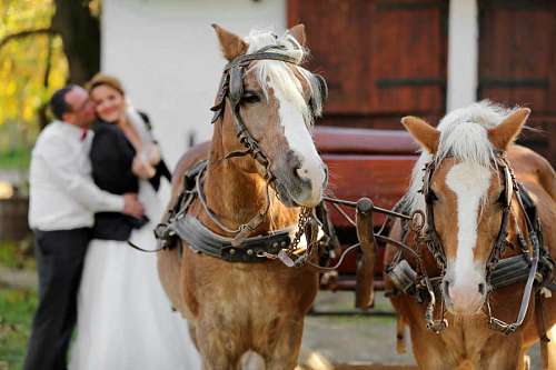 carriage horses  carriage  romantic  hug  groom  kiss 