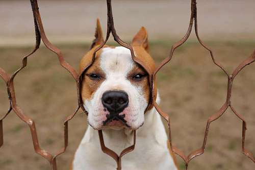 boxers hunting dog  boxer  breed  dog  pet  canine 