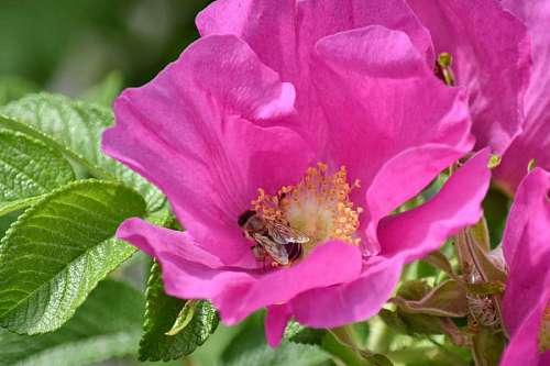 insect honeybee pollinating pollen fair weather blossom wildlife nature rose pink