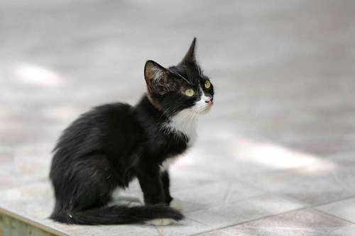 gatito gatito gato lado joven felino piel ojo animal