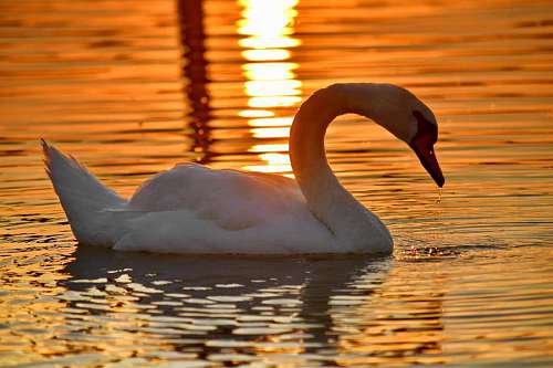 lake swan side swimming sunset water bird grace waterdrops aquatic swans  birds
