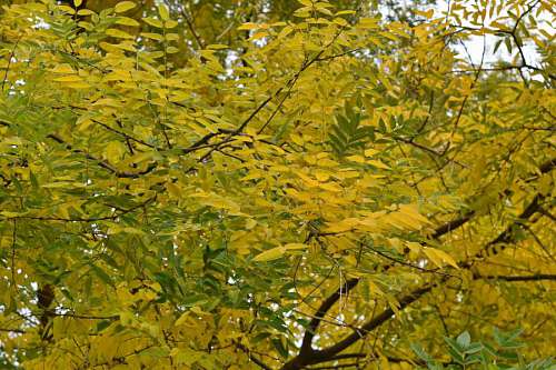 leaf  plant  flora  leaves  tree  nature 