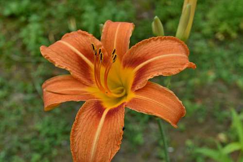 lily-family lily leaf flower grass bright summer plant nature flora outdoors